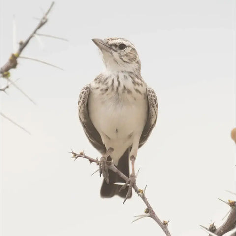 Vogel Frühaufsteher Lerche