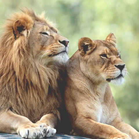 Löwe Löwin Löwen